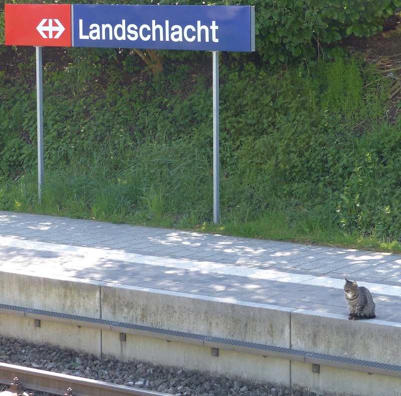 Katze wartet auf Zug