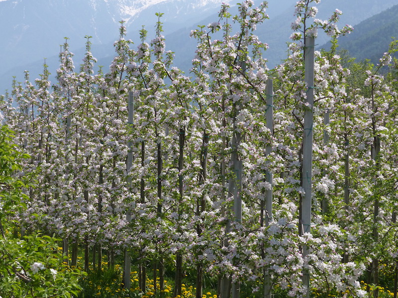 Apfelbluscht im Vinschgau